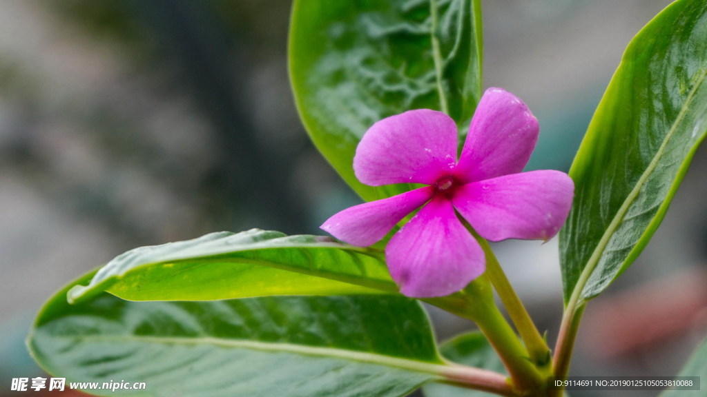 木菊花