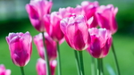 水仙花