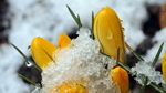 雪花