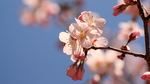 李子花