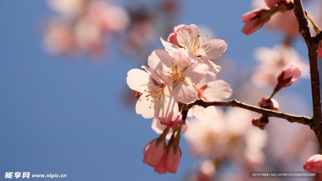 李子花