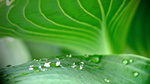 水珠