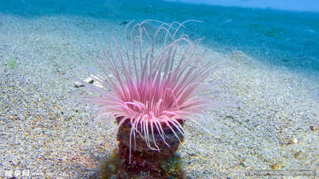 海底生物