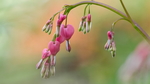 油菜花