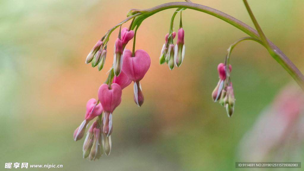 油菜花