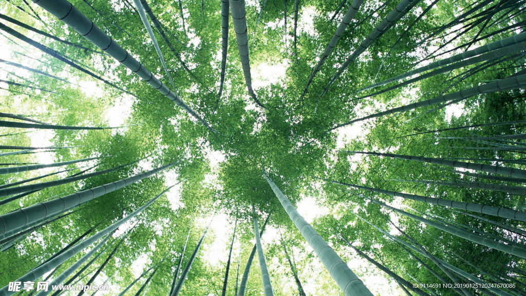 竹林