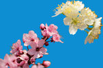梅花