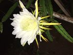 夜间盛开的火龙果花