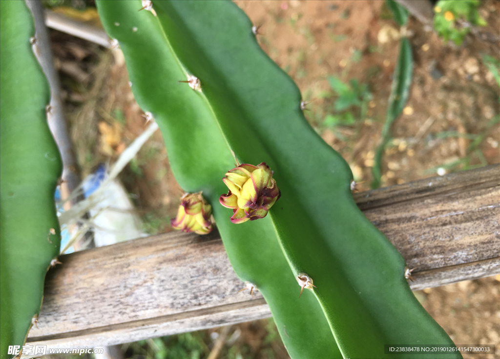 火龙果花蕾