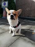 狗狗