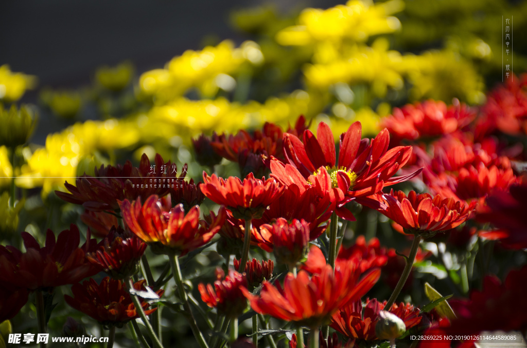 花