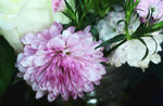 雏菊