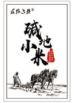 碱地小米