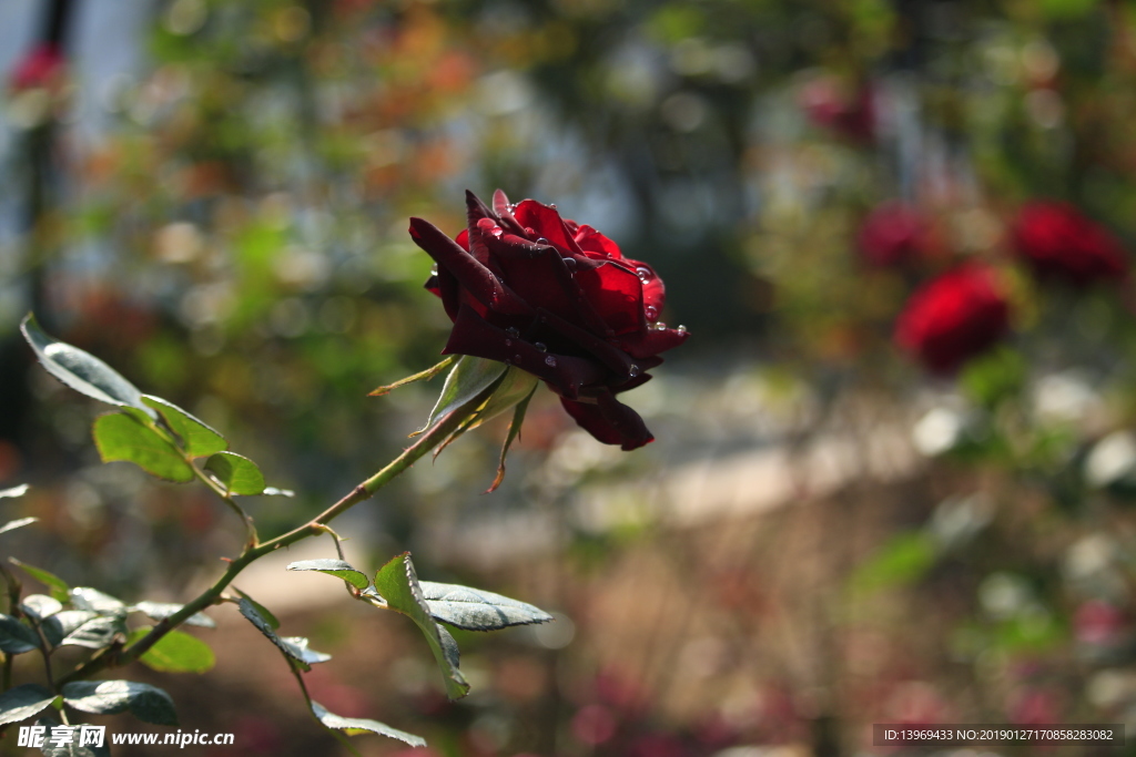 玫瑰  花  浪漫  法式