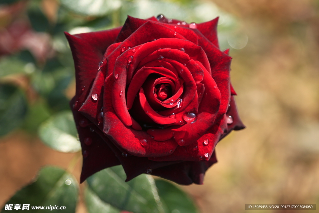 玫瑰  花  浪漫  法式