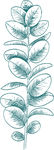 绿色植物线描-阔叶植物