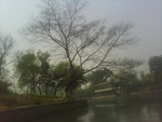 秃树