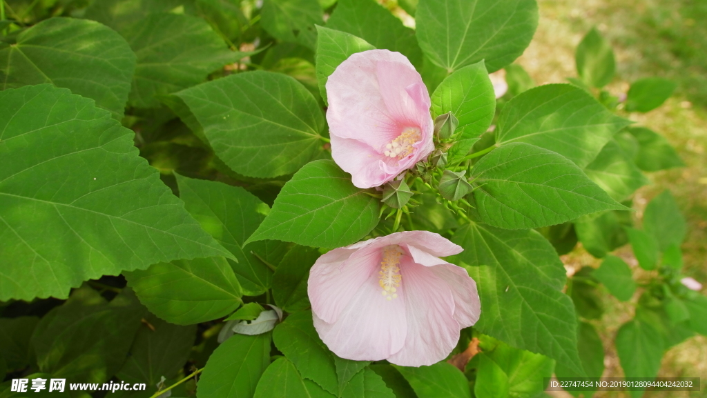 花
