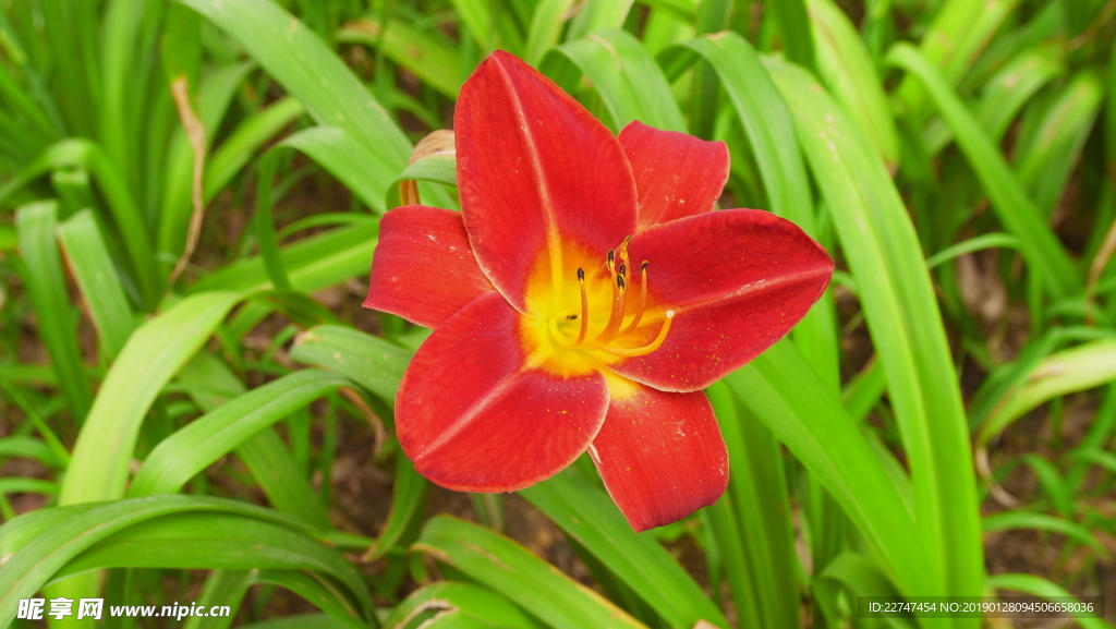 花