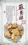 中药麻黄根