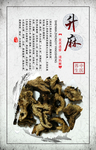 中药升麻