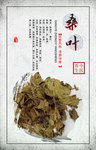 中医药展板桑叶