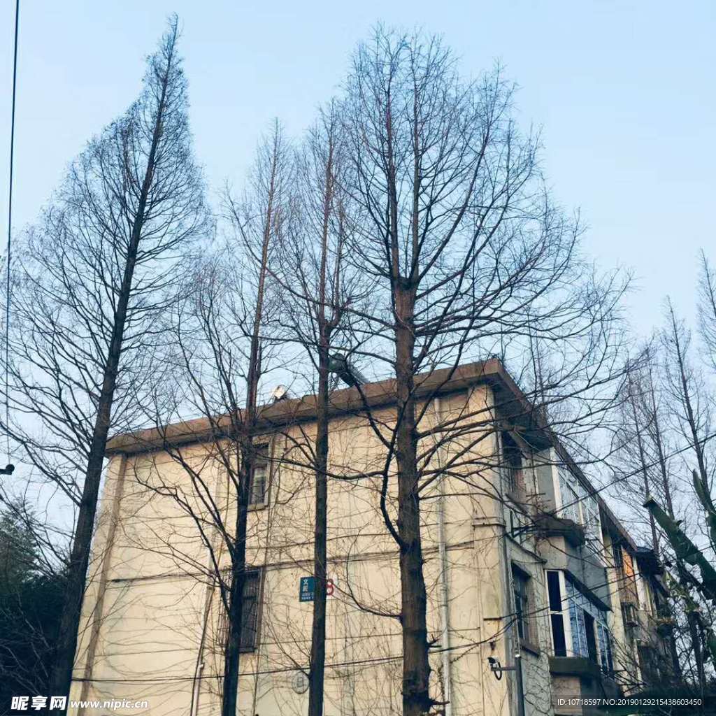 树枝