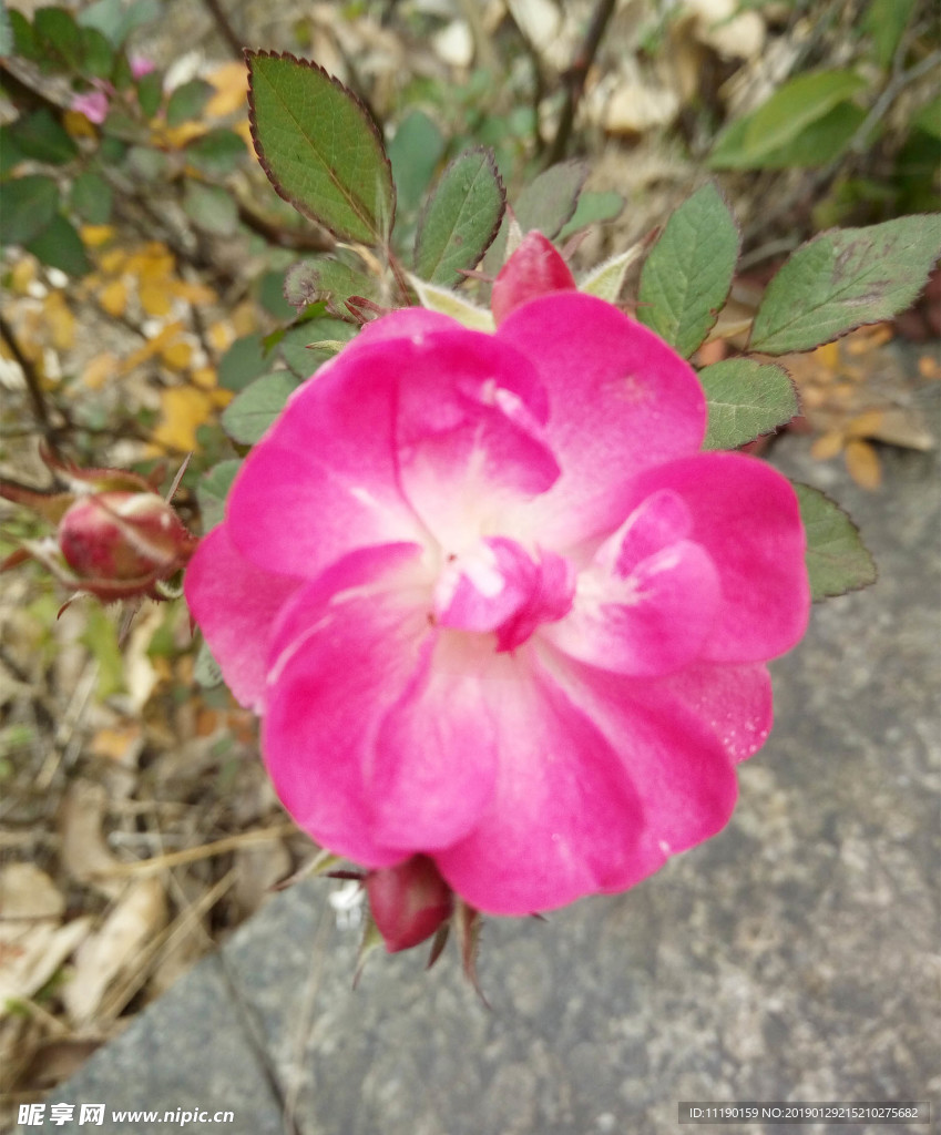 月季及其花苞