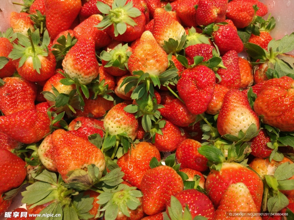 草莓 鲜果 水果 有机水果
