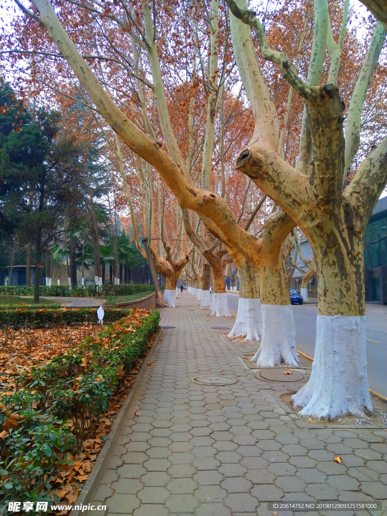 美丽的校园风景