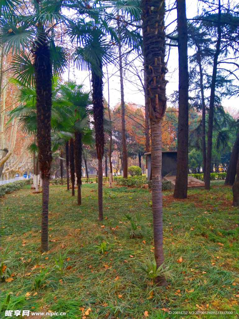 美丽的校园风景