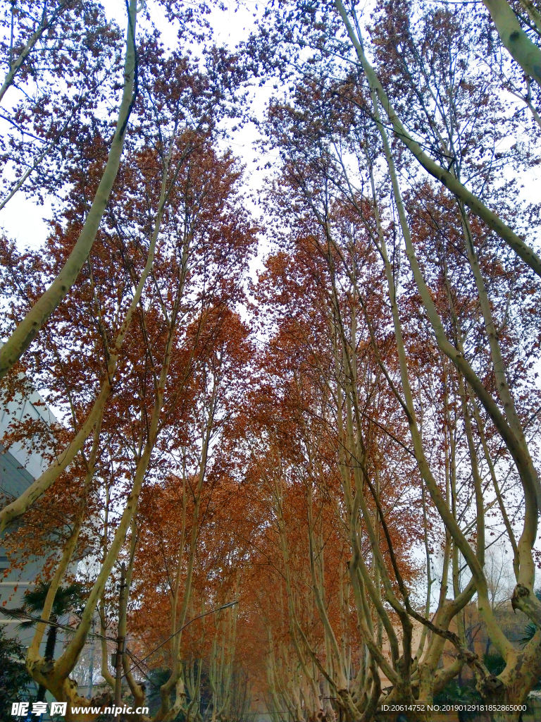 美丽的校园风景