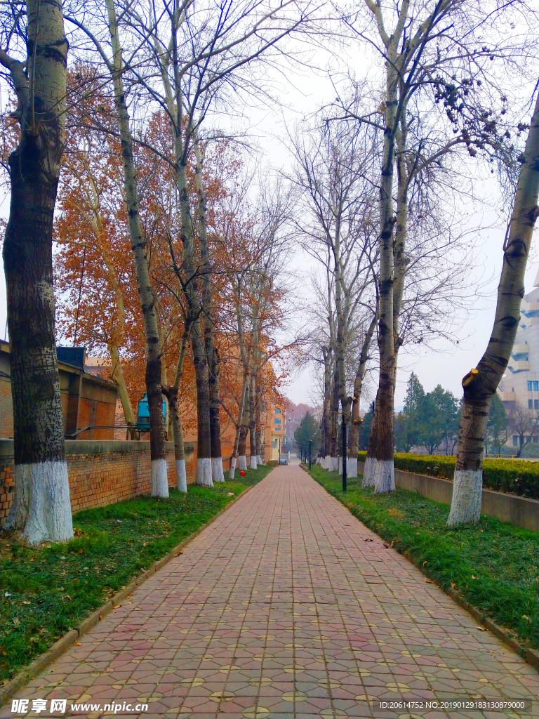 深秋时节的校园风景