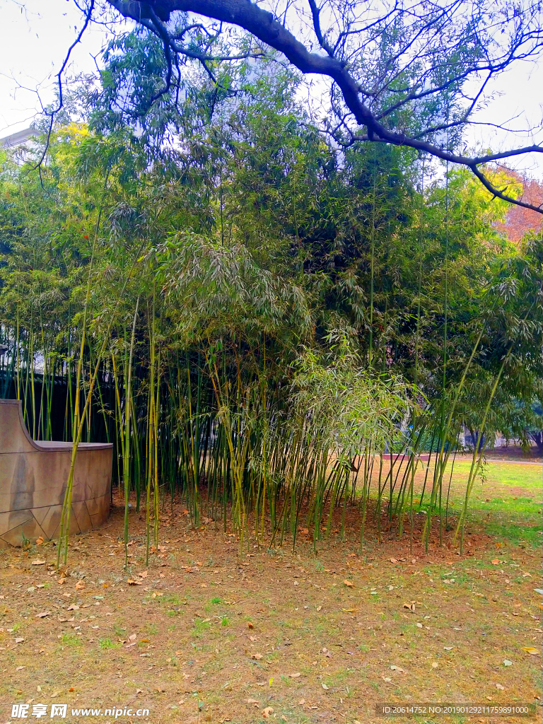 美丽的校园风景