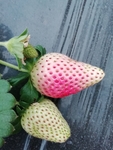 草莓