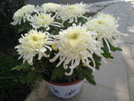 九头白菊