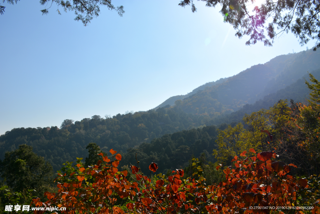 香山红叶