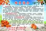 柿子简介