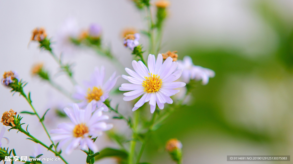 小菊花