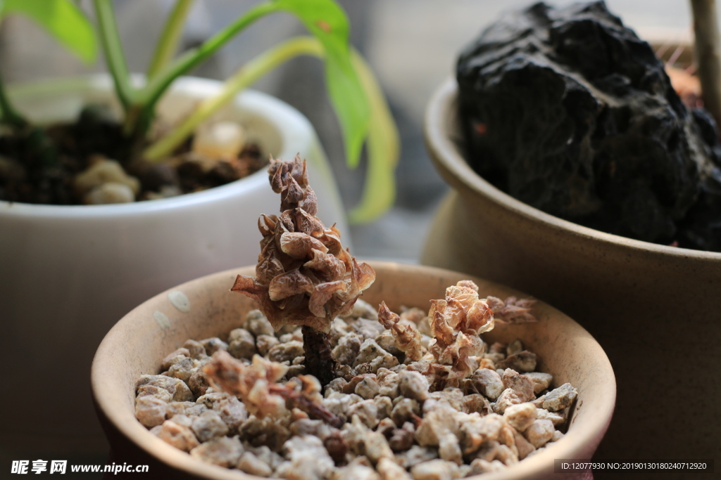 干死的多肉植物