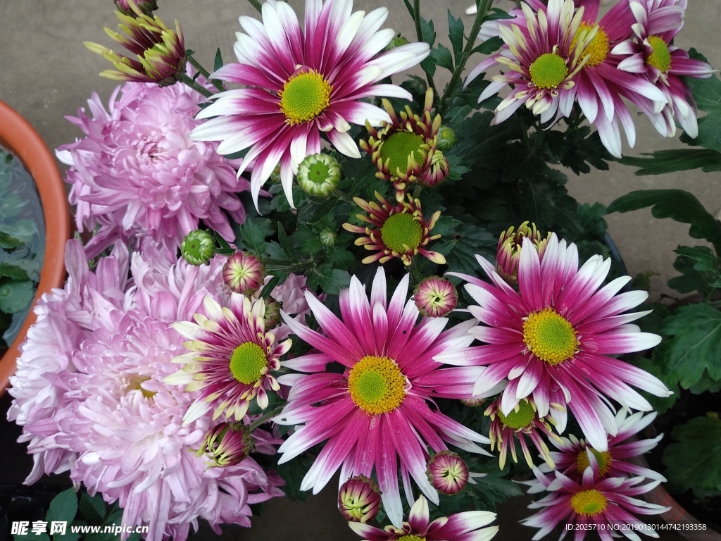 菊花