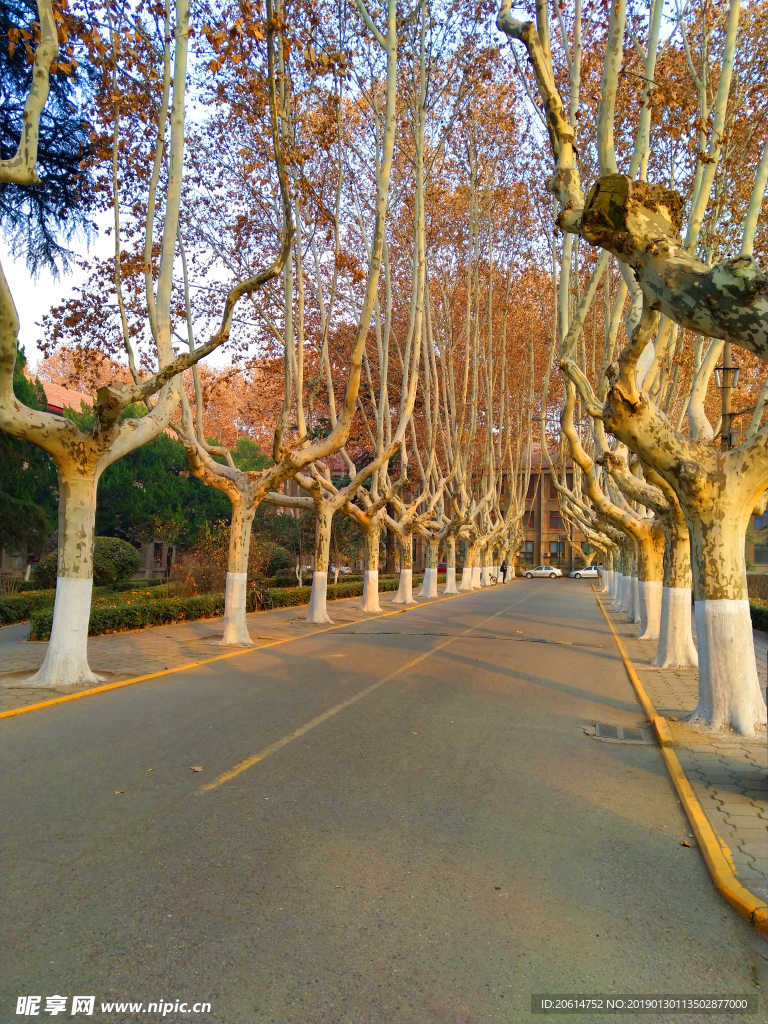 深秋时节的大学风景