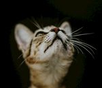 猫咪