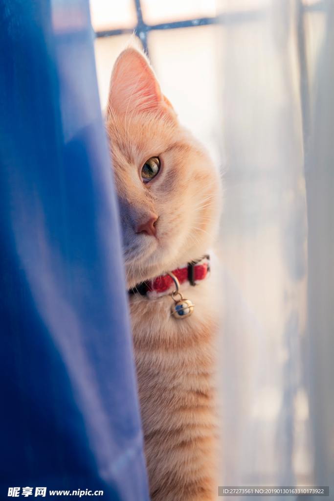 猫