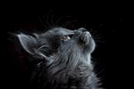 猫咪