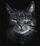 猫咪