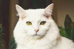 猫咪