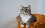 猫咪