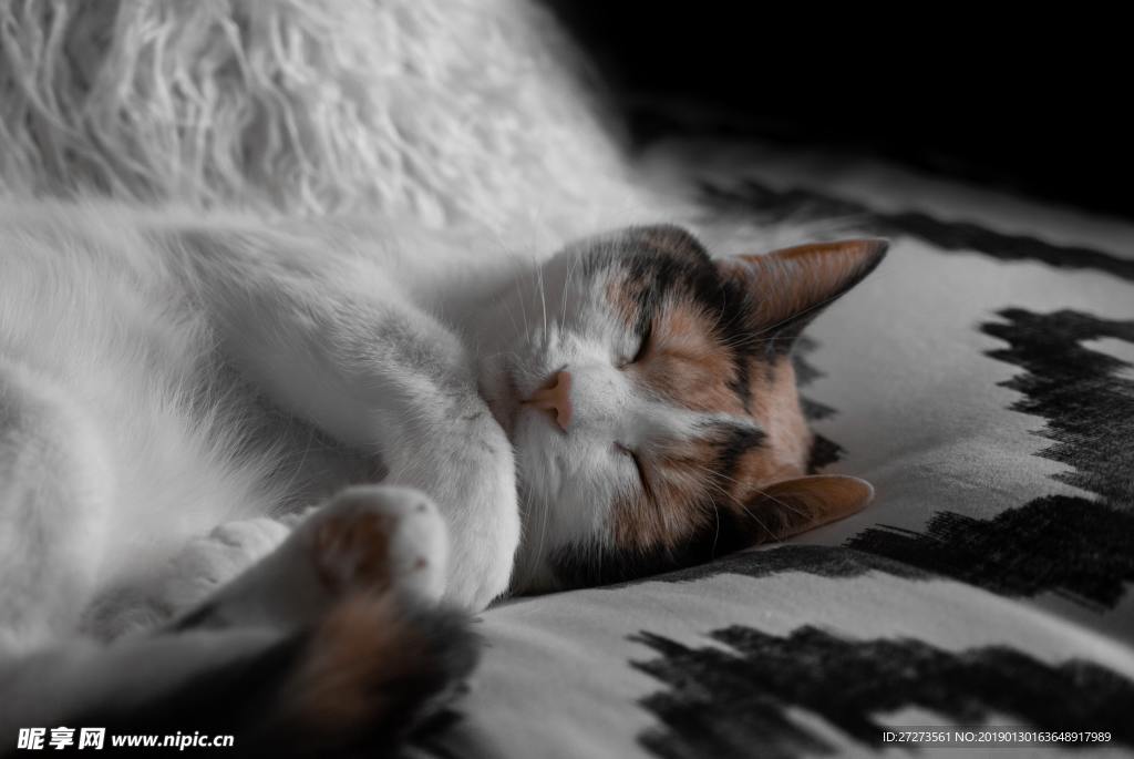 猫