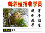 胡蜂养殖